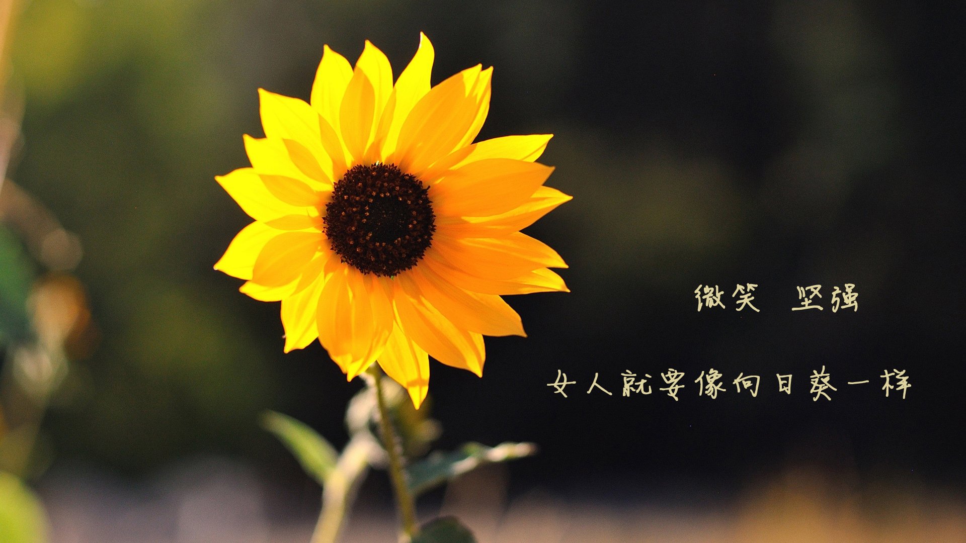 蓝色幽灵的逆袭,佩雷兹统治夜赛,雷诺绝杀法拉利王座