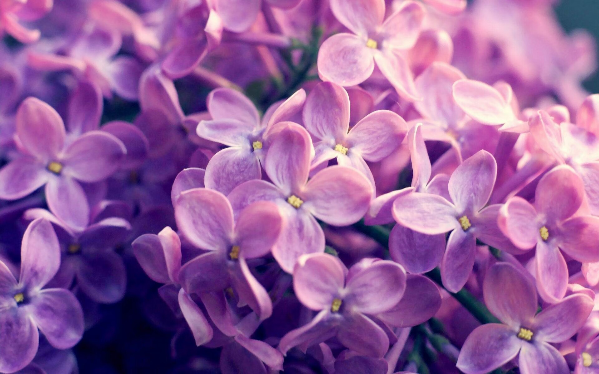 当德国钟表匠遇见潘帕斯探戈,戈麦斯一球击穿两个足球世界