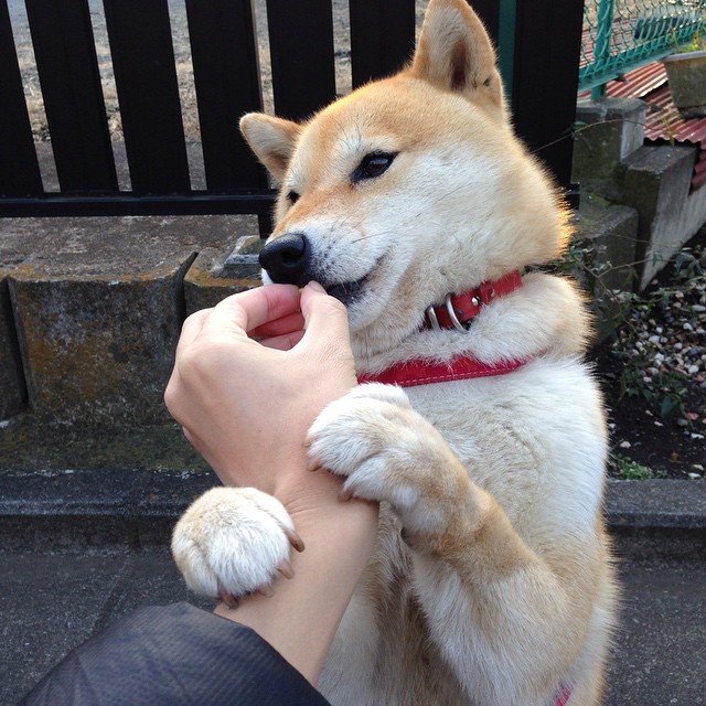 欧冠级篮球盛宴,北京长城扼住辽虎咽喉,CBA上演战术与意志的终极绞杀
