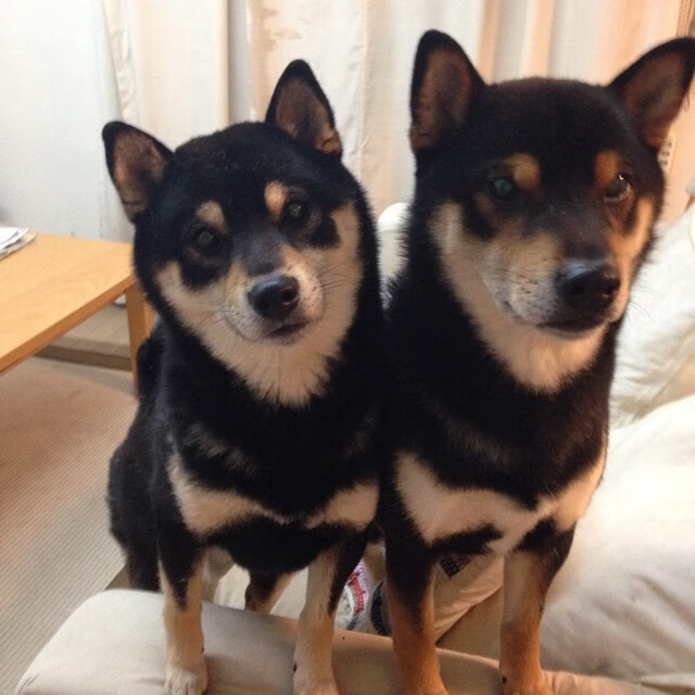 爱游戏入口-拉梅洛接管年度焦点之战，上海队一波流带走北京队