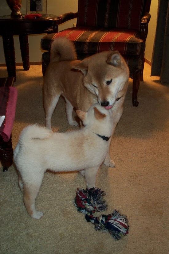 若日尼奥的黄昏漫步,当荷兰郁金香在圣西罗为意大利节拍器绽放