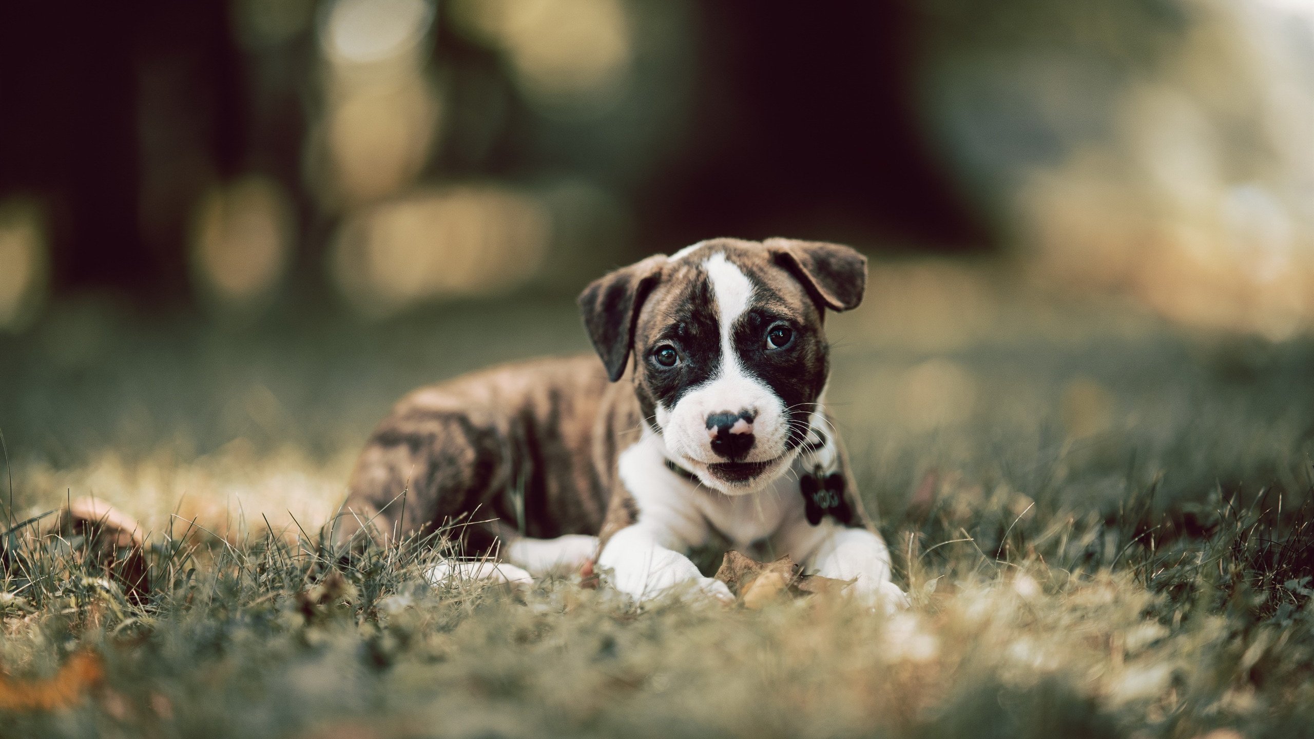 一柄银枪,斩断两条长河,唯一杜兰特,如何同步终结鹈鹕与定义东决