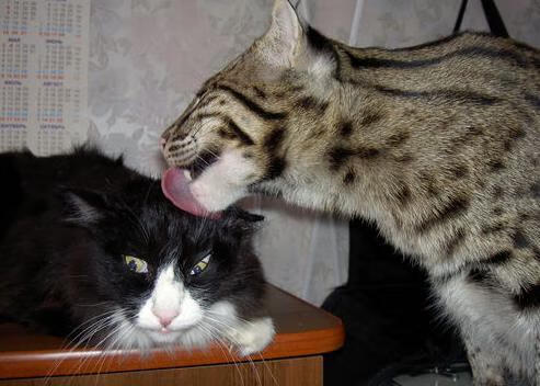 时间废墟中的孤本,马刺突围与欧文刺破寂静的三分钟