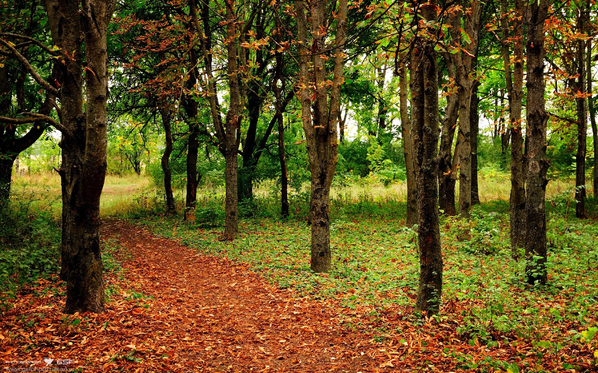 跨次元的篮球魔力，上海队压制勇士，文班亚马于东决加冕新王