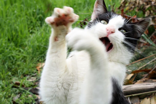 当平行世界的尖叫同时响起