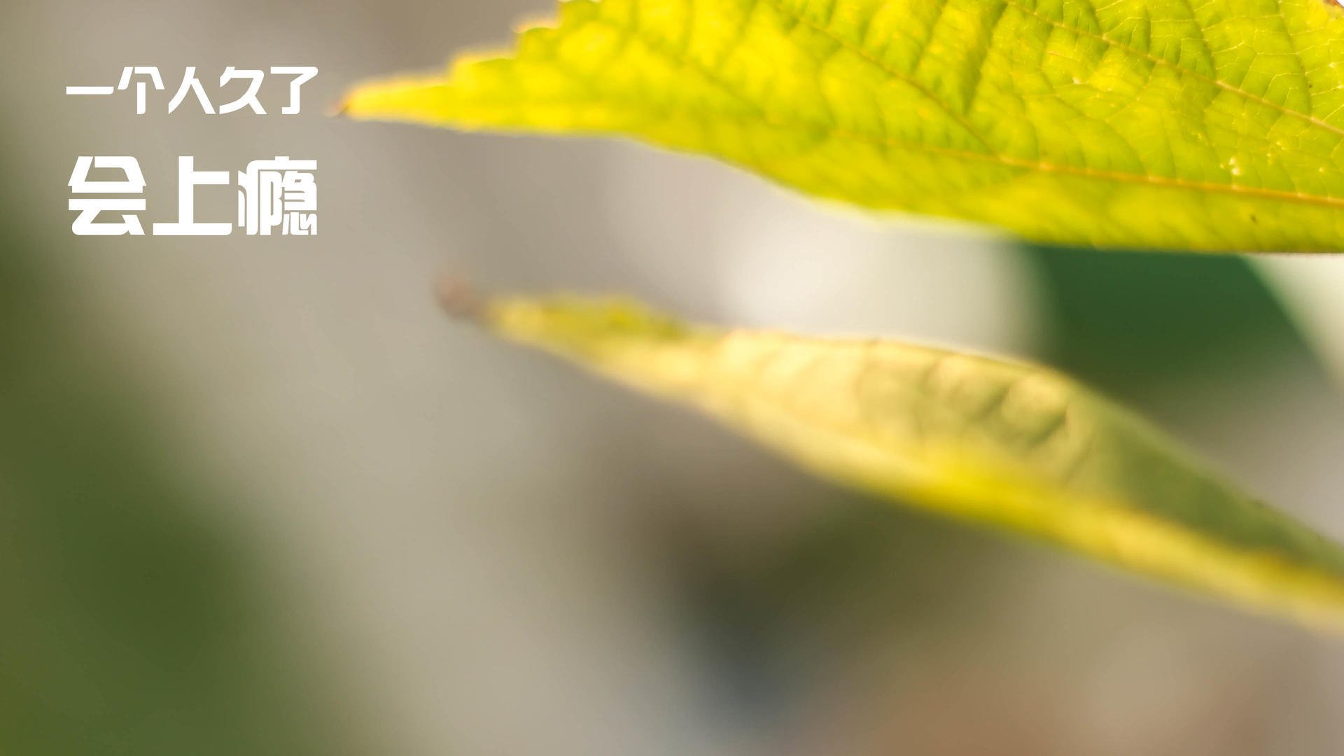 爱游戏官方入口-猛龙遗珠在孟菲斯燃起橙色火焰，紫金军团用老派智慧浇灭它