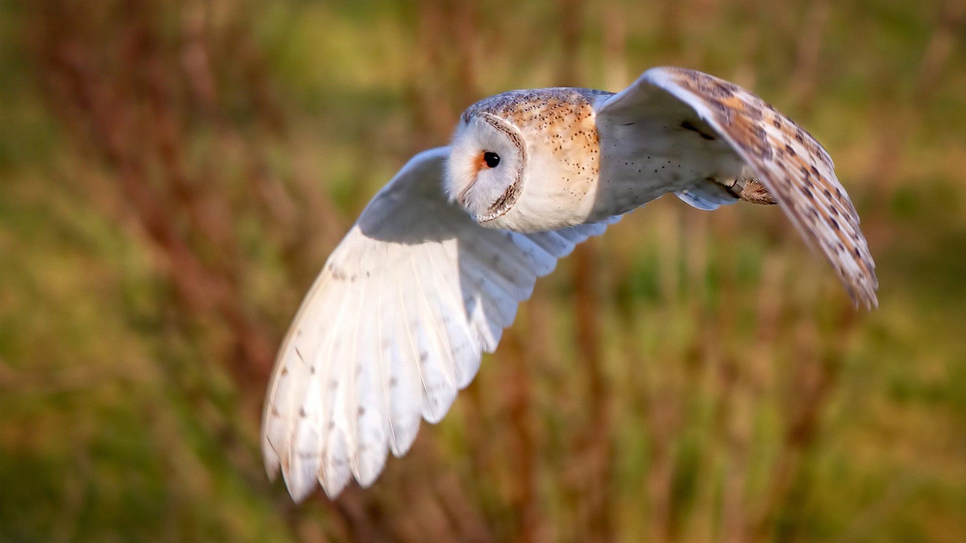猛龙遗珠在孟菲斯燃起橙色火焰,紫金军团用老派智慧浇灭它