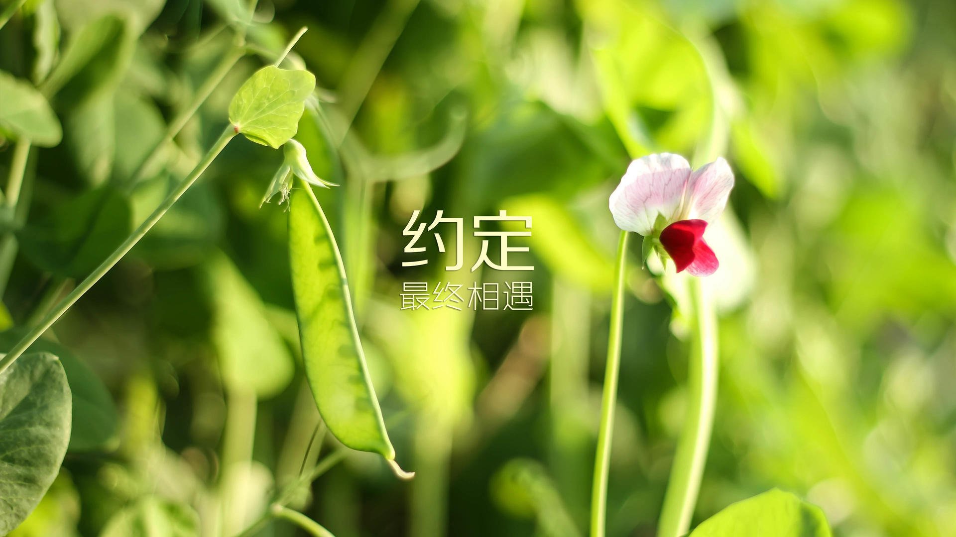 唯一之战,当C罗的最后一舞遇上穆西亚拉的命运钥匙